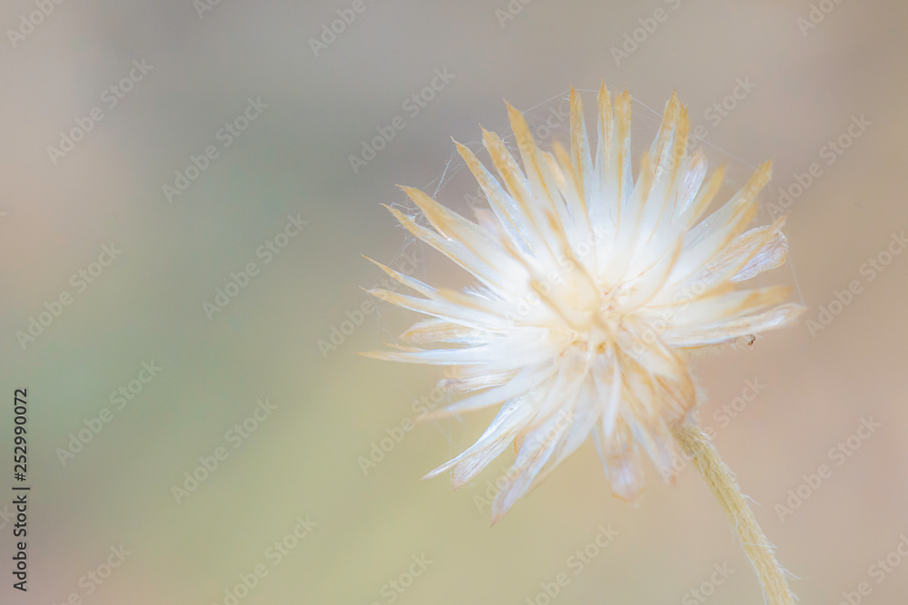 Close-up White flower on beautiful nature background.