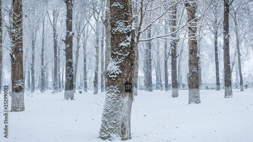 Panoramic view of bare trees in a snoww landscape. Woodland covered with snow. photo