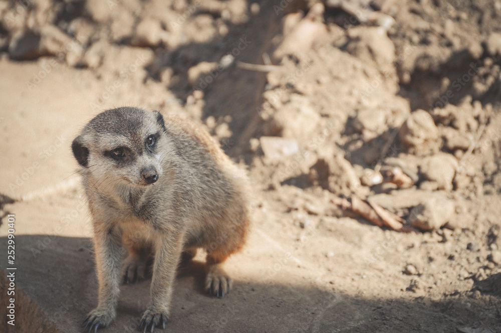 Meerkat Meerkat