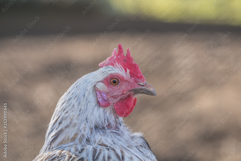 Hühner auf dem Bauernhof
