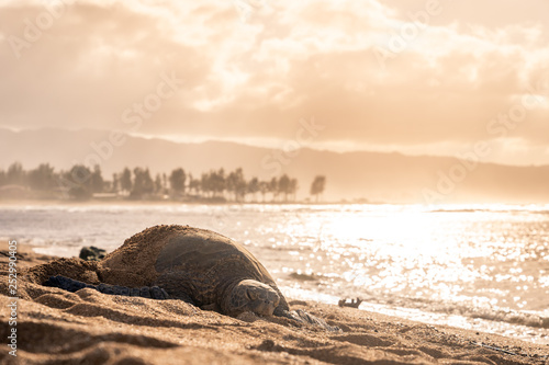 Sea Turtle on beach at sunset