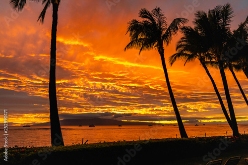 Palm tree silhouette at sunset
