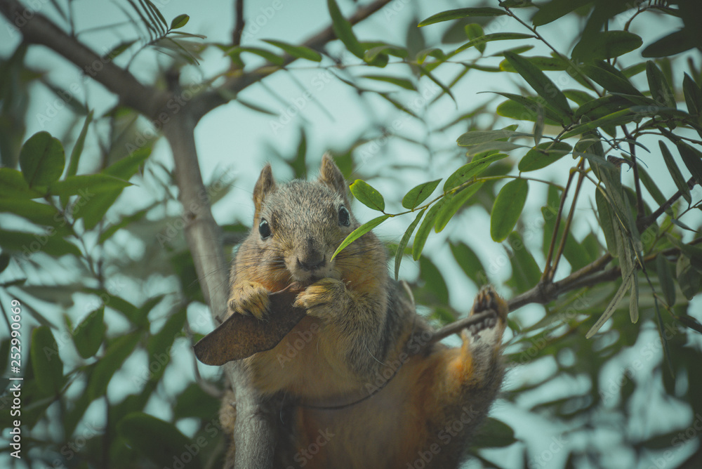 Fototapeta premium Squirrel