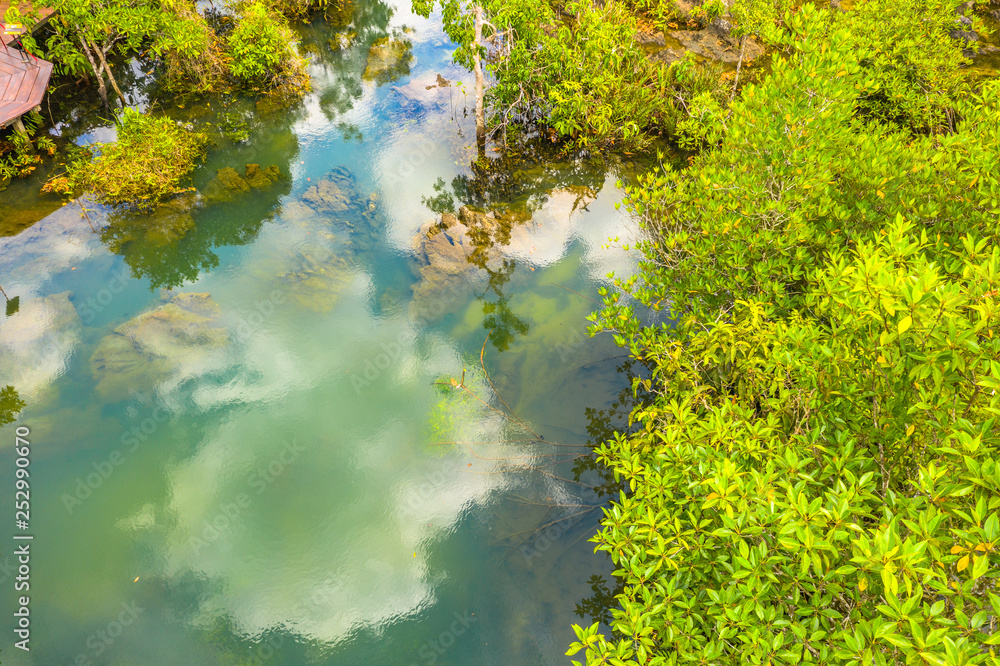 Fototapeta premium Tha Pom Klong Song Nam amazing nature in Krabi.Tha Pom Swamp Forest is a forest with.many beautiful water sources. clear and clean emerald water blowdown pass the beautiful root of mangrove tree