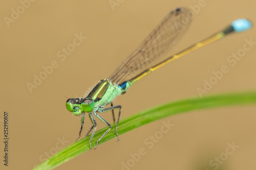 Damselfly on green leaves, blurred background , Close-up of green damselfly.