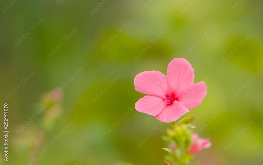 The beauty of the flowers from weeds 3 The beauty of the flowers from weeds 3