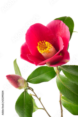 椿の花