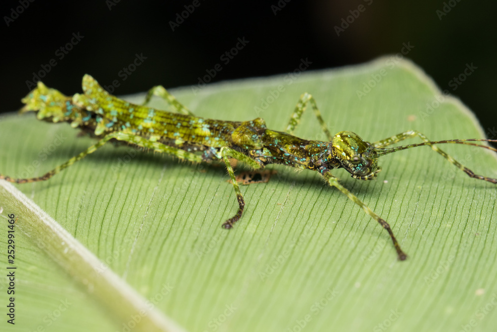 Beautiful Stick Insect on the green leaves isolated on black