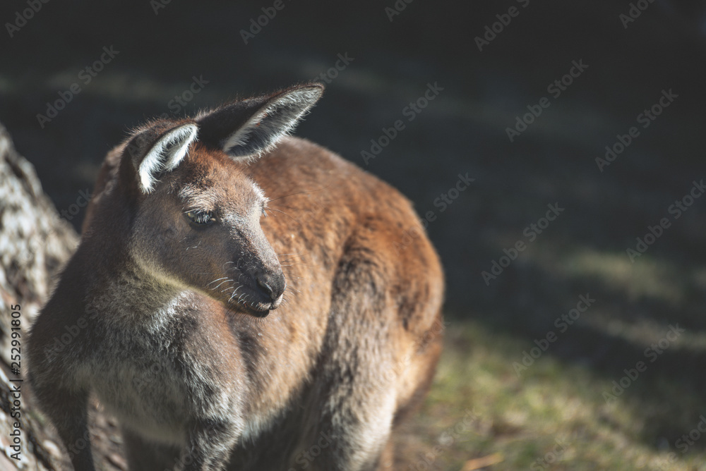 Fototapeta premium Kangaroo