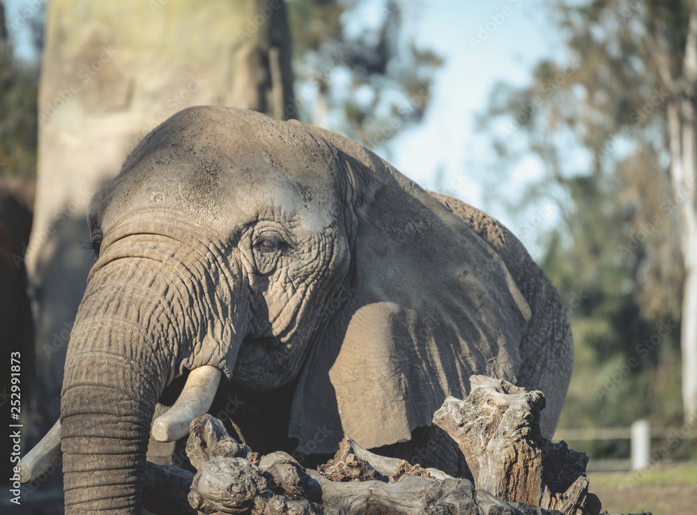 Fototapeta premium Elephant