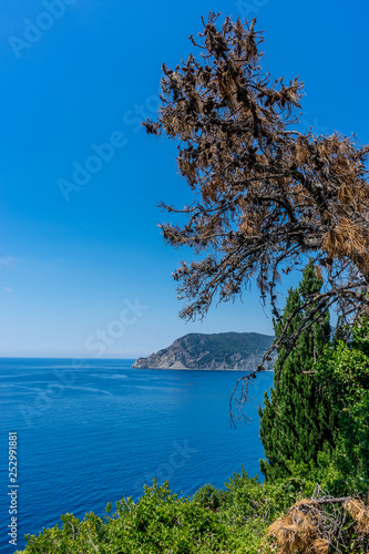 Italy, Cinque Terre, Corniglia, a tree next to a body of water