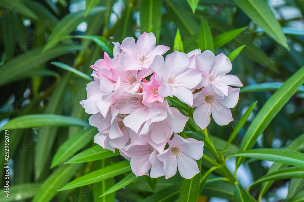 Colorful flowers from nature.26 Colorful flowers from nature.26