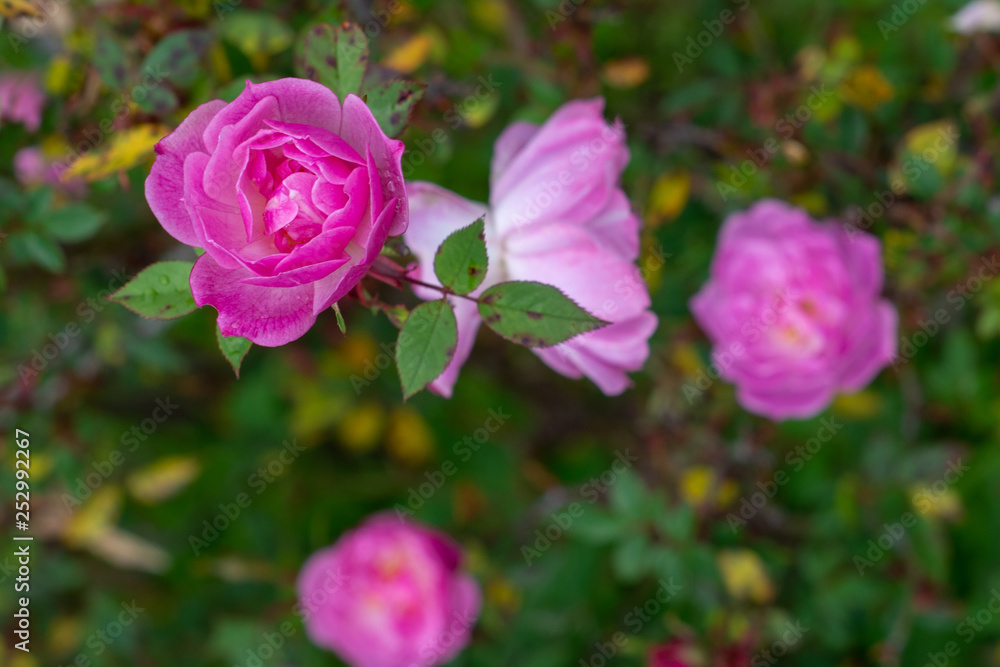 selective focus photography of several coral roses selective focus photography of several coral roses