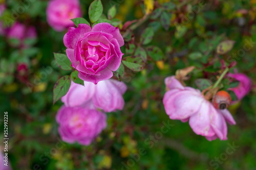 selective focus photography of  several coral roses 