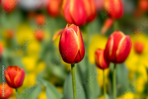 Tulips