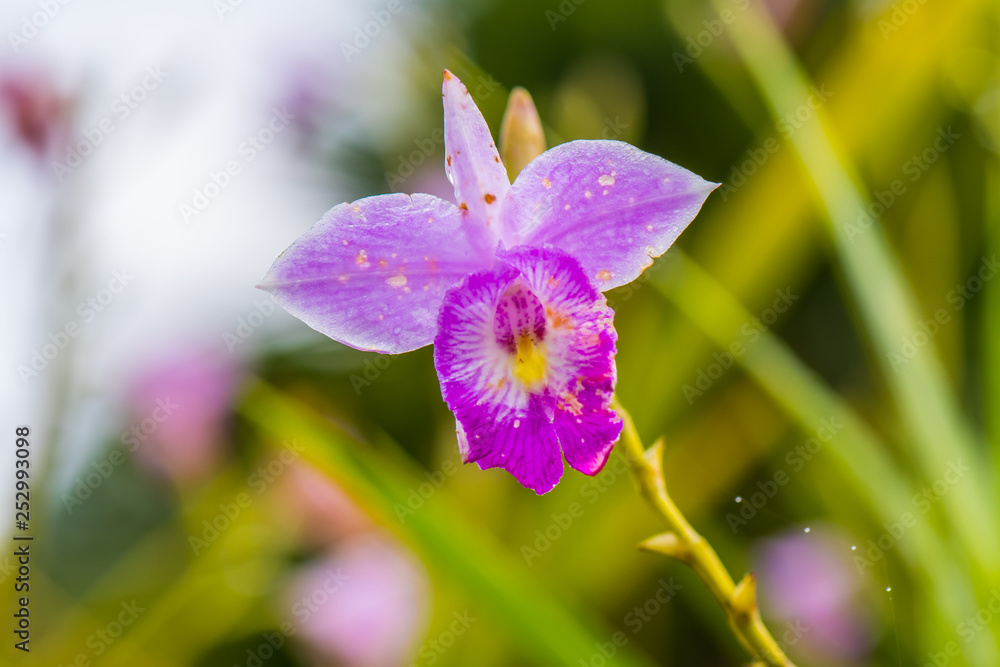 Fototapeta premium Colorful flowers from nature.9