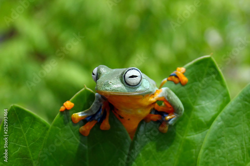Flying frog holding on to the tops of leaf