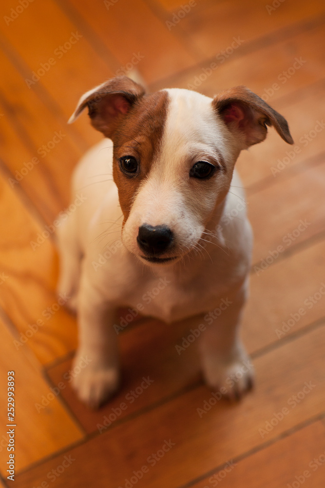 funny puppy Jack Russell Terrier with a spot on the muzzle