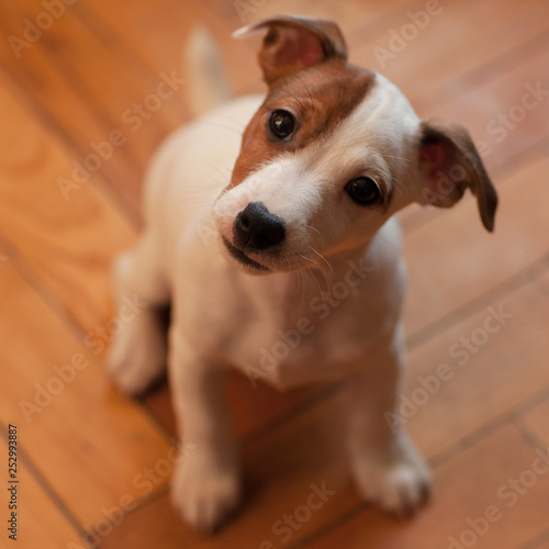 Jack Russell Terrier puppy with a spot on its face