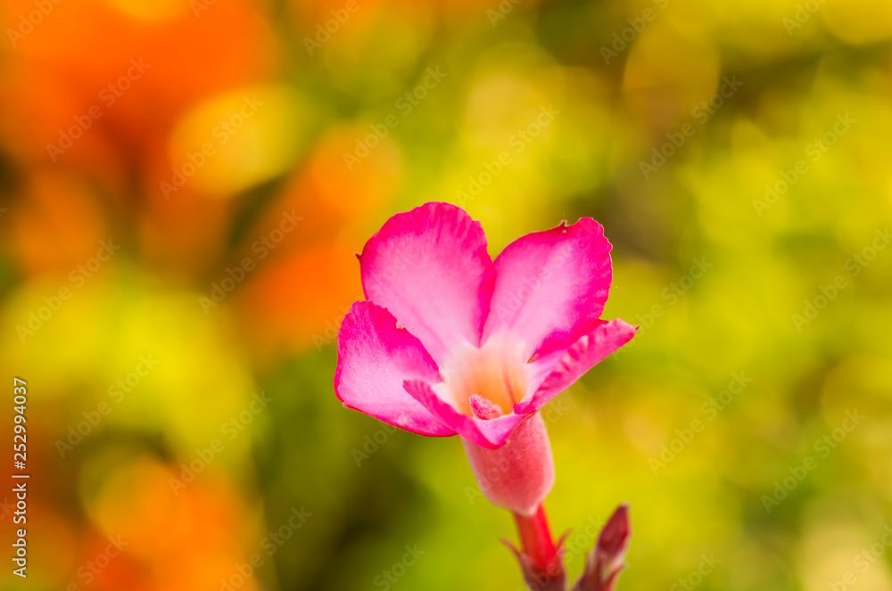 The colorful flowers 3 The colorful flowers 3