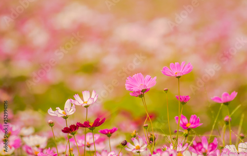 Fototapeta Naklejka Na Ścianę i Meble -  Colorful flowers 12