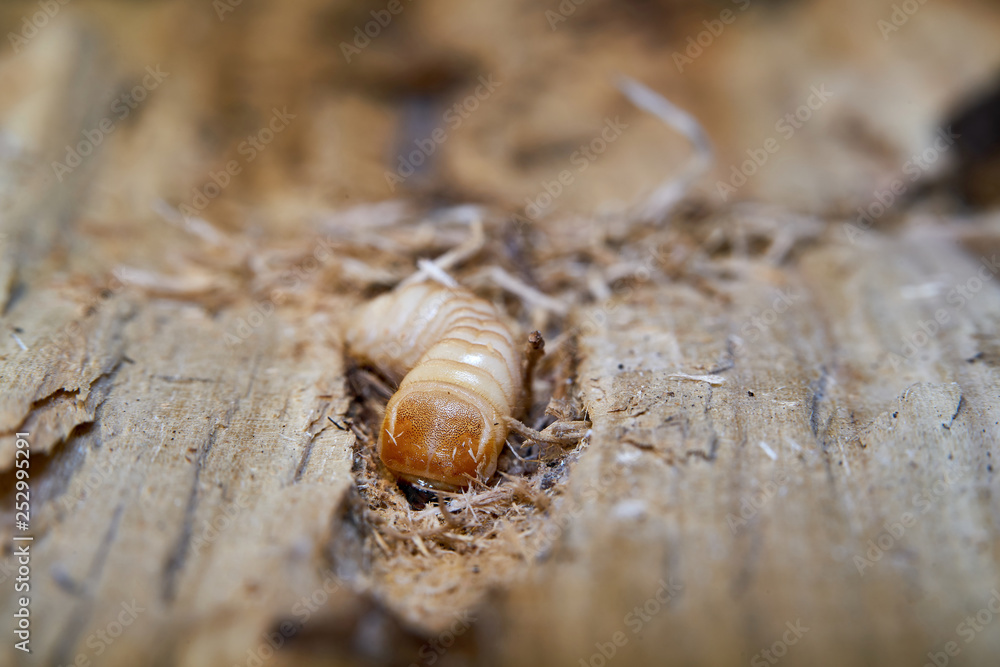 Larve eines Großen Pappelbock im Holz einer Pappel Larve eines Großen Pappelbock im Holz einer Pappel