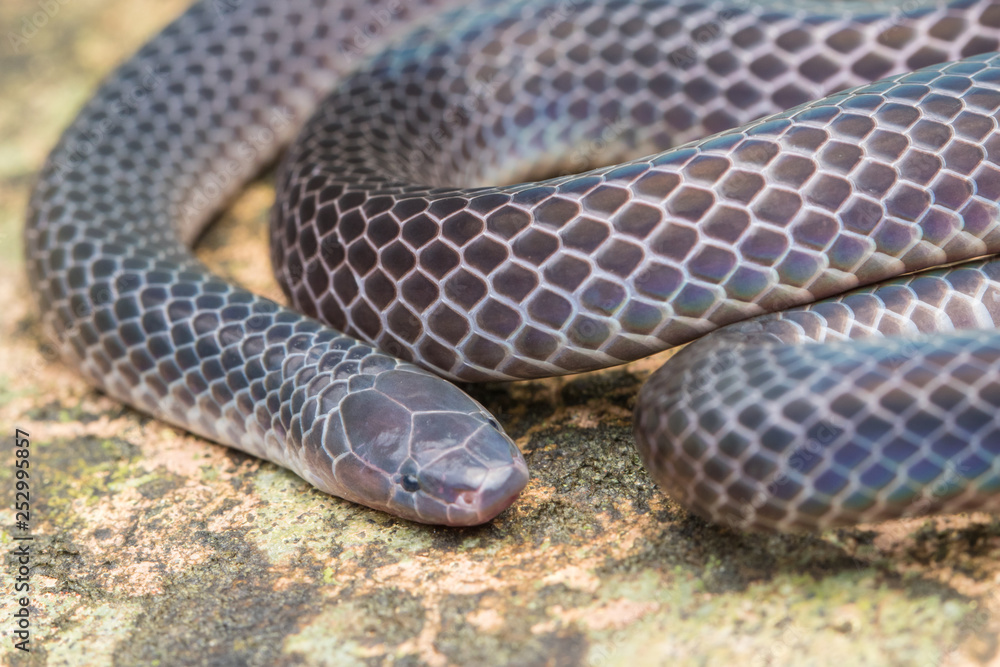 Fototapeta premium Detail Image of shiny Schmidt's Reed Snake from Borneo , Beautiful Snake