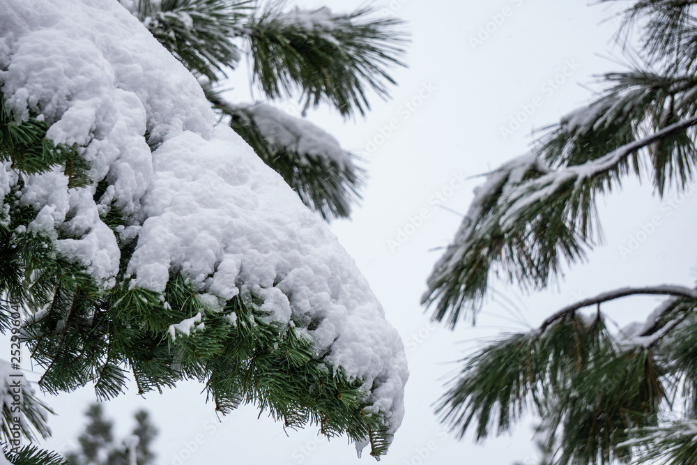 Obraz premium Long Needle Pine In Fresh Snow