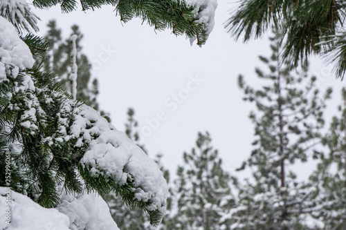 Long Needle Pine In Fresh Snow  © Abigale