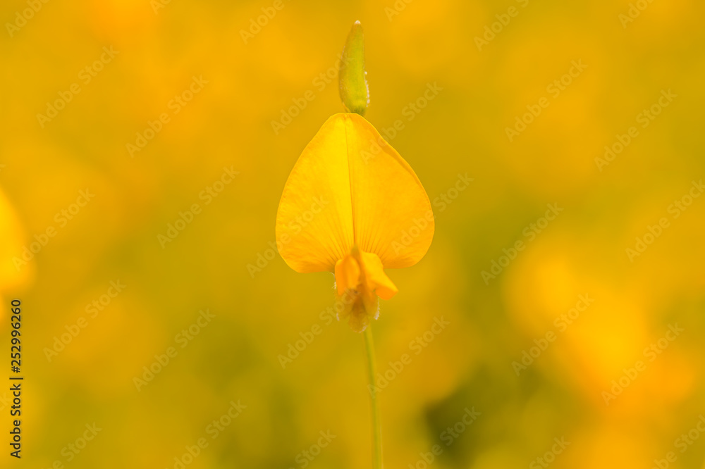 Obraz premium Flower Crotalaria