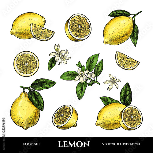 Vector lemons hand drawn sketch. Sketch vector  food illustration. Vintage style