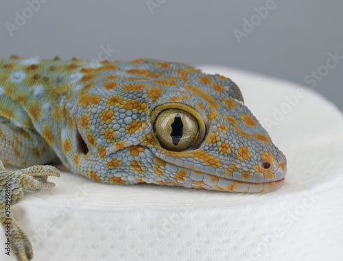 Tokay gecko head closeup. Sitting on the toilet paper.