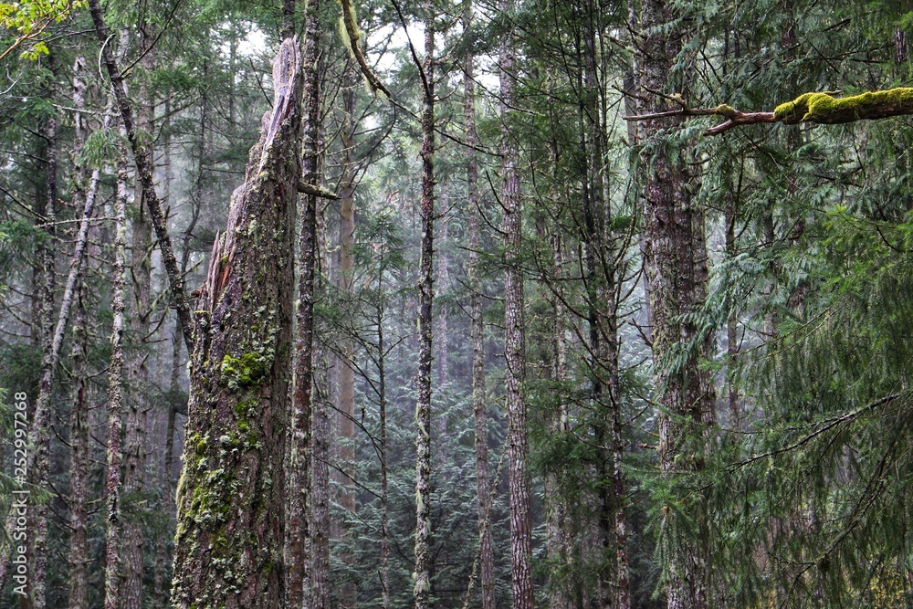 Fototapeta premium trees in the forest