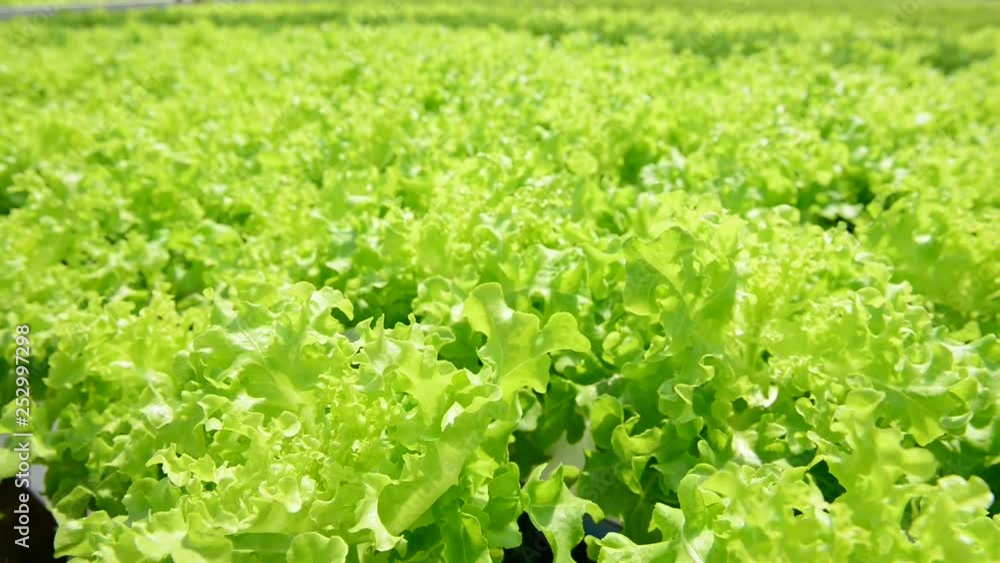 Cultivation hydroponic green vegetable in farm plant Cultivation hydroponic green vegetable in farm plant