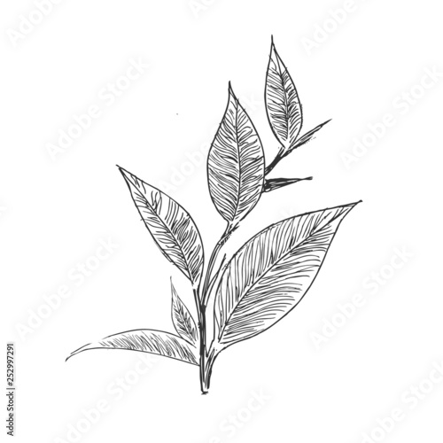 Vector background with green tea. Hand drawn.