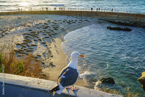 Lone Seagull at La Jolla Cove, San Diego in Summer