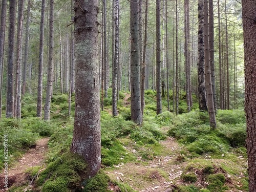 Fototapeta Naklejka Na Ścianę i Meble -  Nature 