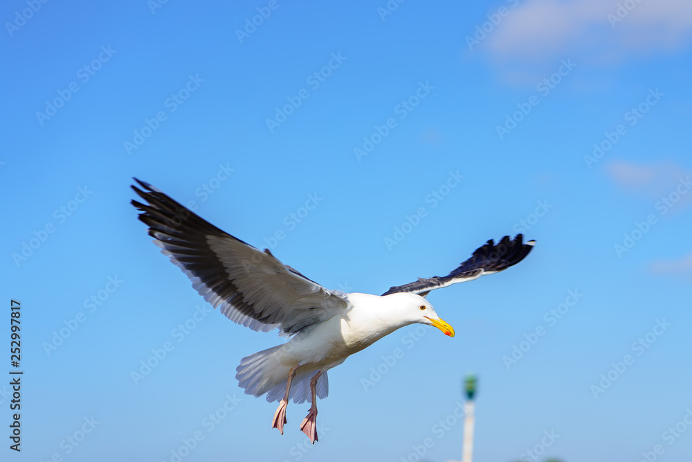 Fototapeta premium Birds during Winter in San Diego, California