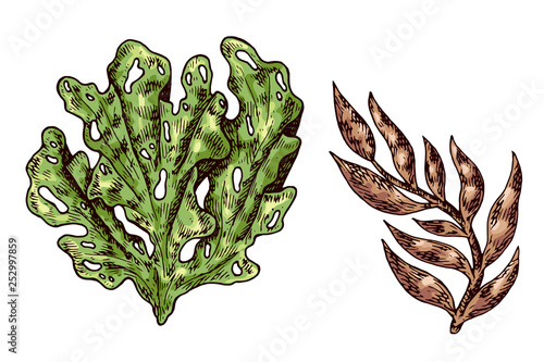 Seaweed isolated vector color sketch icon. Underwater flora, sea water seaweeds aquarium kelp and corals. Hand drawn design element for label, poster and restaurant menu design. 