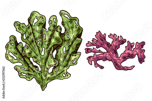 Seaweed isolated vector color sketch icon. Underwater flora, sea water seaweeds aquarium kelp and corals. Hand drawn design element for label, poster and restaurant menu design. 