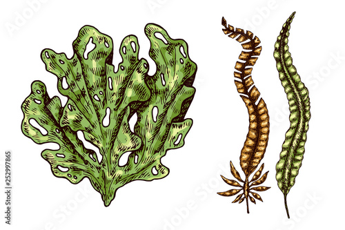 Seaweed isolated vector color sketch icon. Underwater flora, sea water seaweeds aquarium kelp and corals. Hand drawn design element for label, poster and restaurant menu design. 
