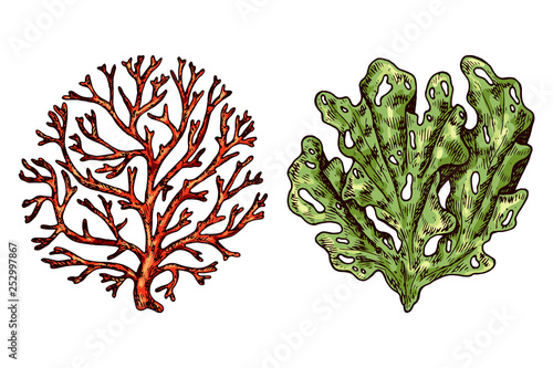Seaweed isolated vector color sketch icon. Underwater flora, sea water seaweeds aquarium kelp and corals. Hand drawn design element for label, poster and restaurant menu design. 