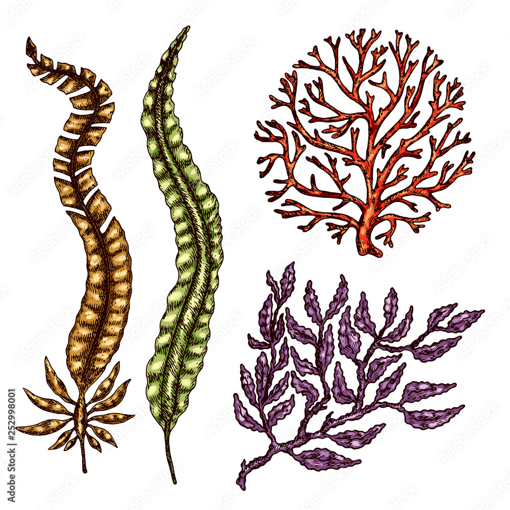 Seaweed isolated vector color sketch icon. Underwater flora, sea water seaweeds aquarium kelp and corals. Hand drawn design element for label, poster and restaurant menu design. 