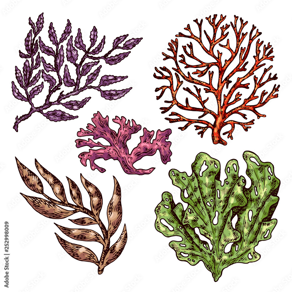Seaweed isolated vector color sketch icon. Underwater flora, sea water seaweeds  aquarium kelp and corals. Hand drawn design element for label, poster and  restaurant menu design. Stock Vector
