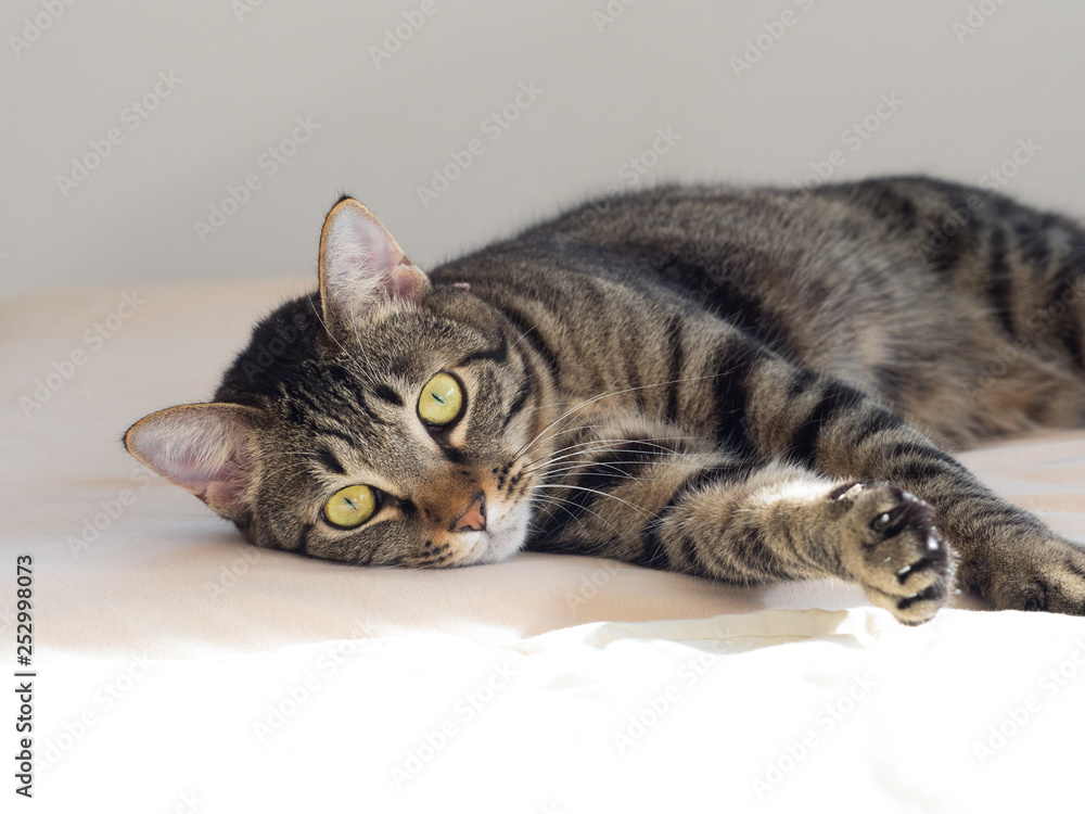 Obraz premium 飼い猫