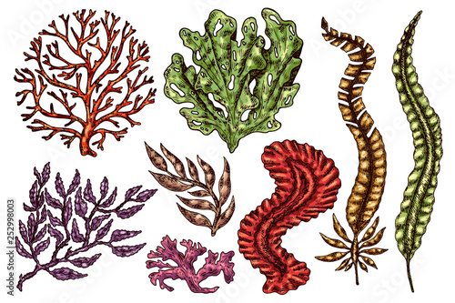 Seaweed isolated vector color sketch icon. Underwater flora, sea water seaweeds aquarium kelp and corals. Hand drawn design element for label, poster and restaurant menu design. 