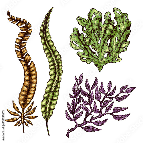 Seaweed isolated vector color sketch icon. Underwater flora, sea water seaweeds aquarium kelp and corals. Hand drawn design element for label, poster and restaurant menu design. 