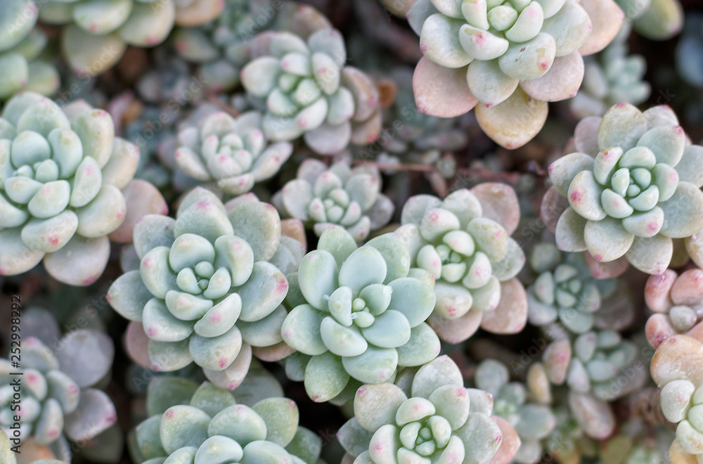 succulent top view close up, natural background succulent top view close up, natural background