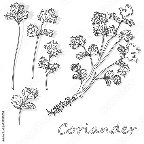 Fresh coriander or cilantro herb. Vector illustration isolated. Monochrome.