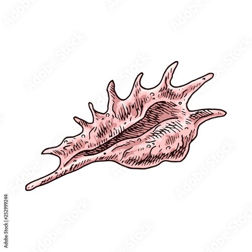 Seashell isolated vector color sketch icon. Isolated on white background. Hand drawn design element for label, poster and restaurant menu design. 